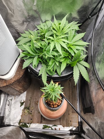 First Organic Hydro Grow. — vegetative, day 28