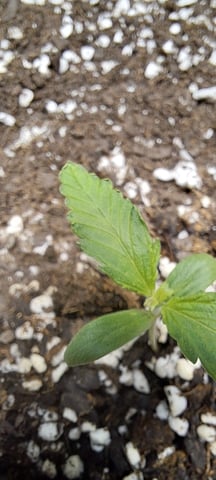 Hawaiian Haze  — seedling_rooting, day 3