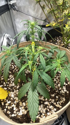 3x3 Grow — flower, day 38