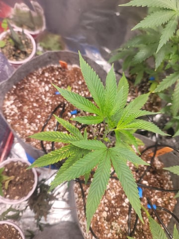 Ghetto Growing — germination, day 11