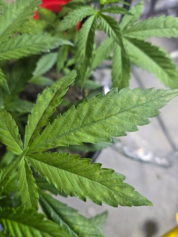 cherry pie  — vegetative, day 43