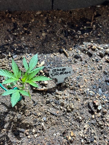 3 seeds  — vegetative, day 37