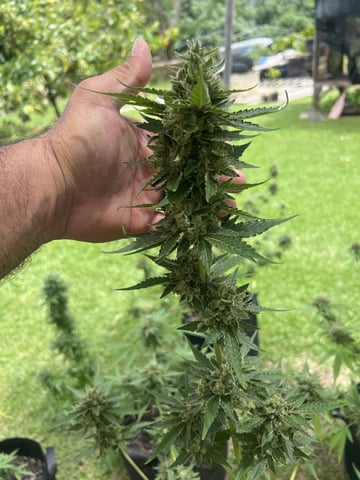 Gorilla Glue — flower, day 63