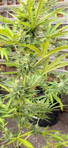 Muliflex — flower, day 81