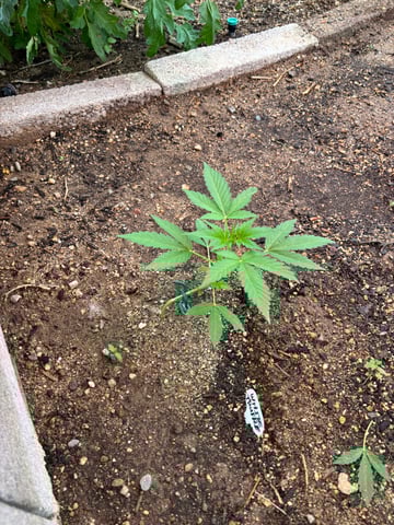 new seeds grow #2 — vegetative, day 38