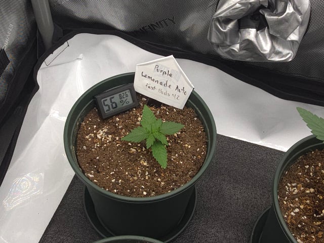 Fast Buds - Purp Lemonade — vegetative, day 14