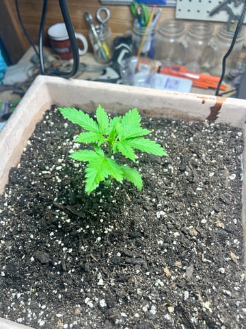 White Widow Twins — vegetative, day 23