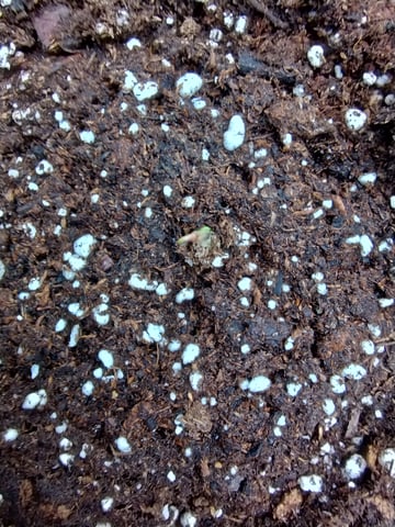 First grow — seedling_rooting, day 4