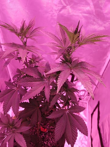 CountryG  — seedling_rooting, day 83