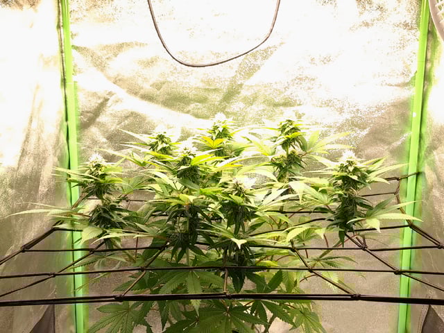 Blue Cheese from Barney's Farm — flower, day 34