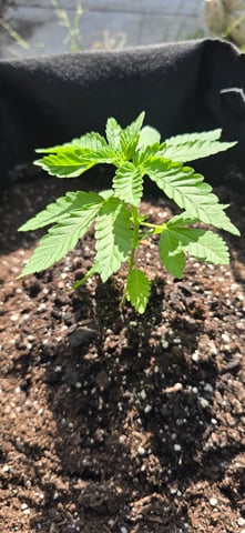 Mystery Weed Plant — vegetative, day 41