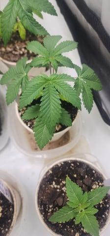 Tester Strain #1  — vegetative, day 29