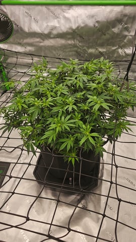 first grow — flower, day 73