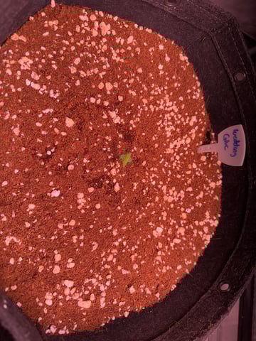 Lemon Pie & Wedding Glue (Autos) — seedling_rooting, day 6