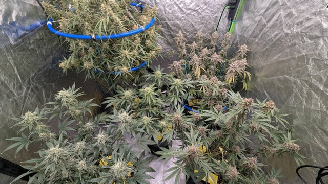 Mixed Grow — flower, day 97