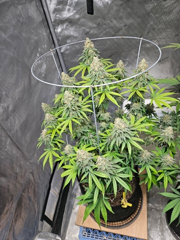 BLACKCHERRY SHERB — flower, day 78