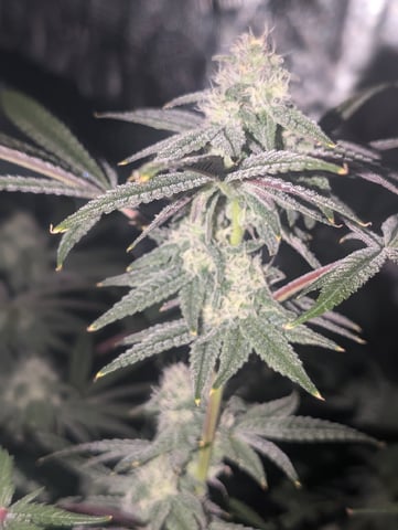 EG/SM/SG/CW — flower, day 105