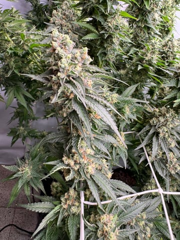 Permanent Marker, Gary Payton — flower, day 54