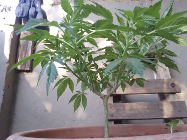 My 1st grow 2 big pots 9 small containers — vegetative, day 52