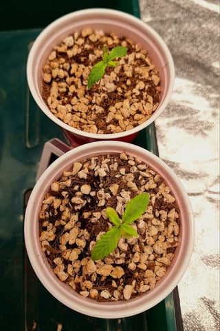 Gorilla Girl Autopot — seedling_rooting, day 11