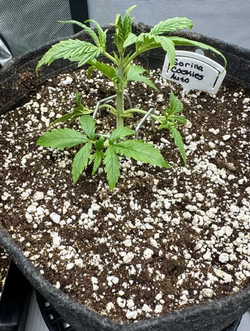 Gas Man #1 — vegetative, day 49