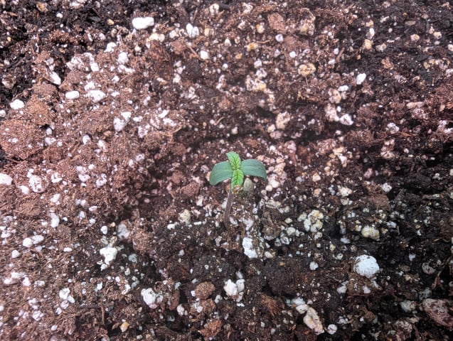 Boogie Brew Basic — seedling_rooting, day 35