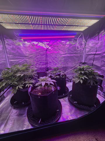 4 strains in 1 tent — vegetative, day 25
