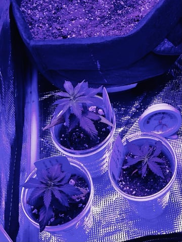 Inside Mother Plants — vegetative, day 30