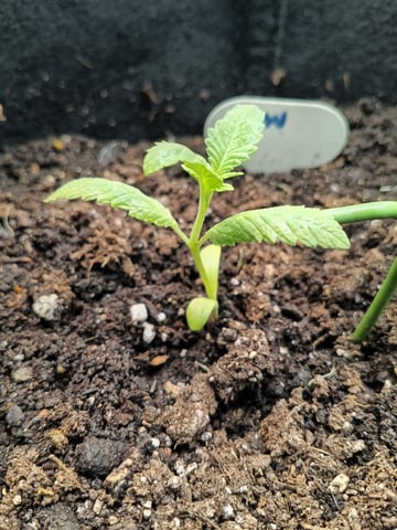 OG KUSH — seedling_rooting, day 15