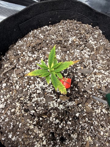 Gorilla Cookies — 1st Grow — vegetative, day 30