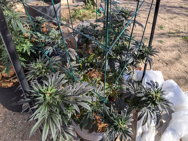 October Start — flower, day 126