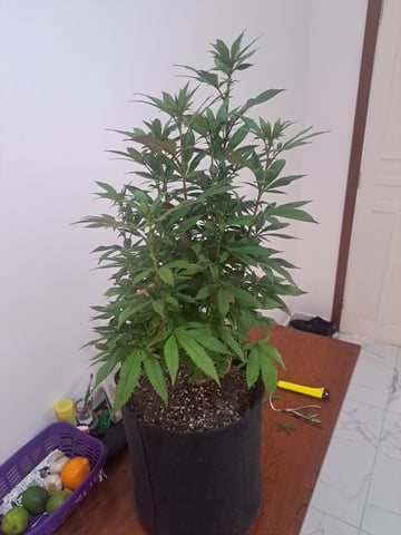 Yeti's Perpetual — none, day 136