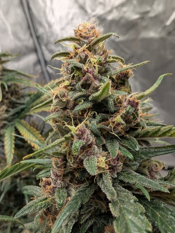 flipped to flower — flower, day 53