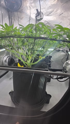 ethos genetics  — flower, day 72