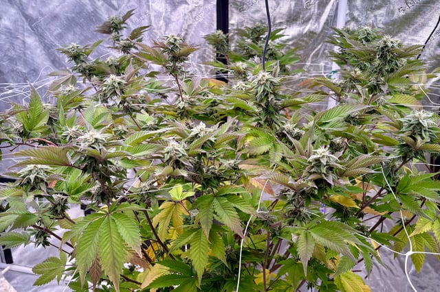 grow 4 — flower, day 84