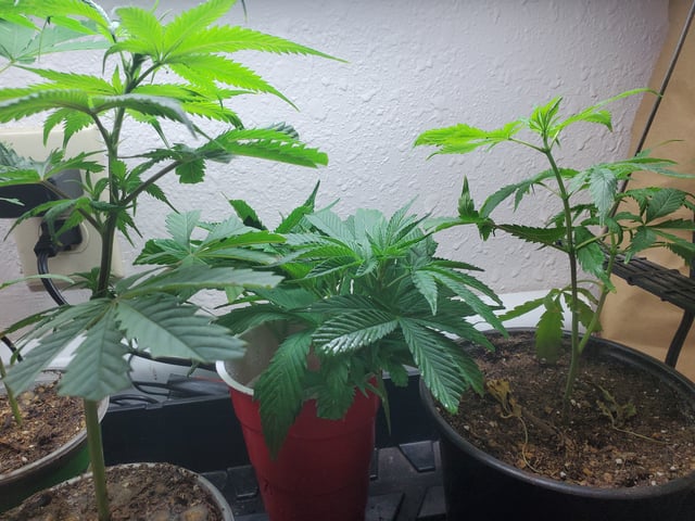 Multi Grow