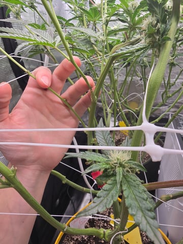 Grow #2 — flower, day 27