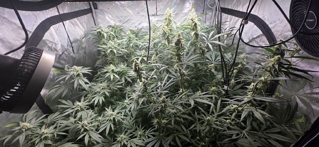 strawberry guava bx — flower, day 9