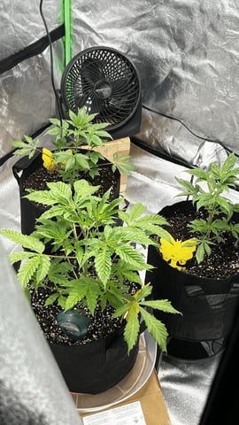 CB (Fem Photo) — vegetative, day 4