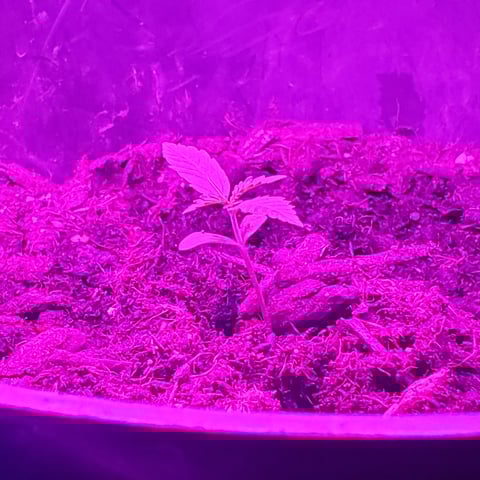 special queen 1 auto — seedling_rooting, day 2