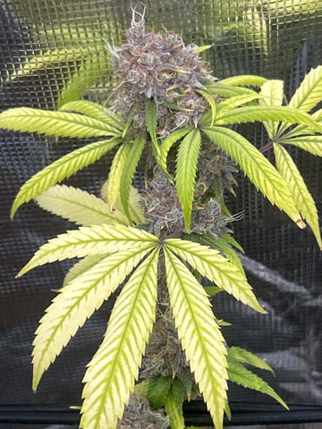 2nd grow — flower, day 145