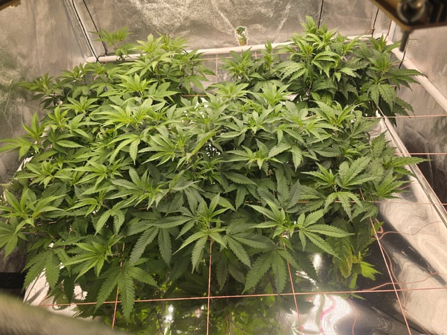 Oceanz 16 — flower, day 110