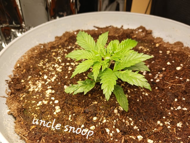 Christmas Stash  — vegetative, day 4