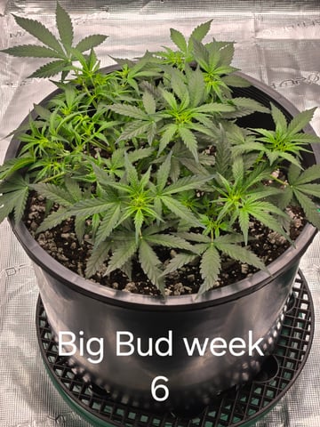 1st grow — flower, day 26