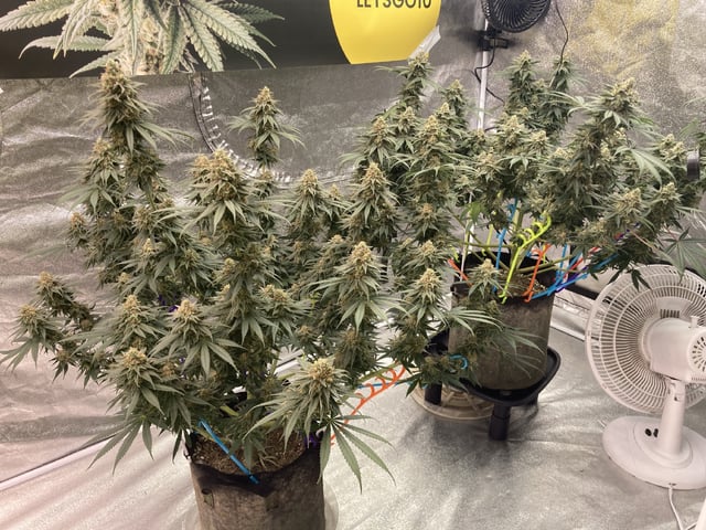 Planet Berry 7skunksgenetics  — flower, day 50