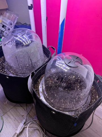 BloodMoon Gelato — germination, day 26