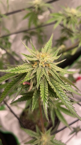 blueberry cupcake  — flower, day 96