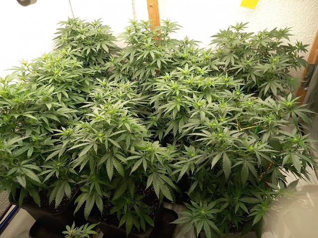 10x Critical Feminisiert from Ganjafarmerseeds  — flower, day 81