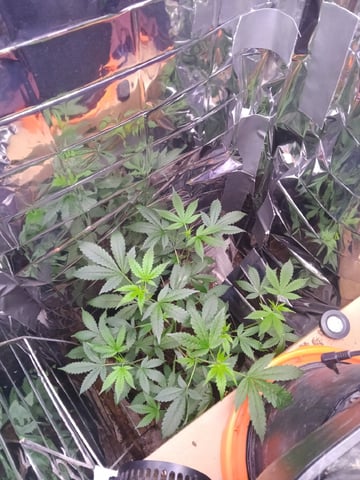 Queen Royal Autoflower  — flower, day 101