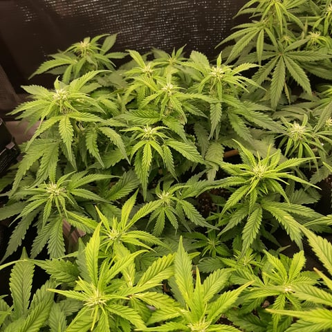 Next Attempt  — flower, day 50